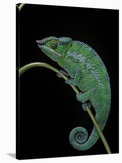 Chamaeleo Pardalis (Panther Chameleon)-Paul Starosta-Stretched Canvas