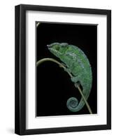 Chamaeleo Pardalis (Panther Chameleon)-Paul Starosta-Framed Premium Photographic Print