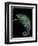 Chamaeleo Pardalis (Panther Chameleon)-Paul Starosta-Framed Premium Photographic Print