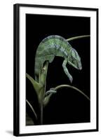 Chamaeleo Pardalis (Panther Chameleon)-Paul Starosta-Framed Photographic Print