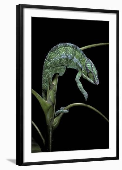 Chamaeleo Pardalis (Panther Chameleon)-Paul Starosta-Framed Photographic Print