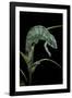 Chamaeleo Pardalis (Panther Chameleon)-Paul Starosta-Framed Photographic Print