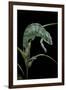 Chamaeleo Pardalis (Panther Chameleon)-Paul Starosta-Framed Photographic Print