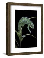 Chamaeleo Pardalis (Panther Chameleon)-Paul Starosta-Framed Photographic Print