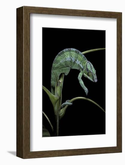 Chamaeleo Pardalis (Panther Chameleon)-Paul Starosta-Framed Photographic Print