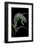 Chamaeleo Pardalis (Panther Chameleon)-Paul Starosta-Framed Photographic Print