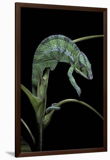 Chamaeleo Pardalis (Panther Chameleon)-Paul Starosta-Framed Photographic Print