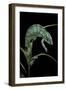 Chamaeleo Pardalis (Panther Chameleon)-Paul Starosta-Framed Photographic Print