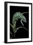 Chamaeleo Pardalis (Panther Chameleon)-Paul Starosta-Framed Photographic Print