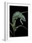 Chamaeleo Pardalis (Panther Chameleon)-Paul Starosta-Framed Photographic Print