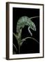 Chamaeleo Pardalis (Panther Chameleon)-Paul Starosta-Framed Photographic Print