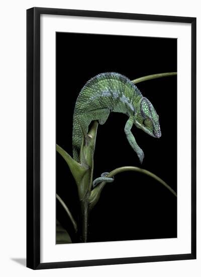 Chamaeleo Pardalis (Panther Chameleon)-Paul Starosta-Framed Photographic Print