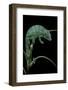 Chamaeleo Pardalis (Panther Chameleon)-Paul Starosta-Framed Photographic Print