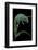 Chamaeleo Pardalis (Panther Chameleon)-Paul Starosta-Framed Photographic Print