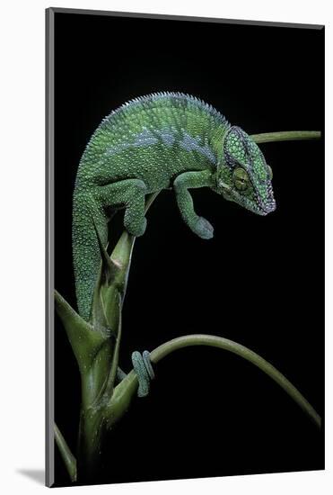 Chamaeleo Pardalis (Panther Chameleon)-Paul Starosta-Mounted Photographic Print