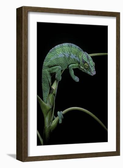 Chamaeleo Pardalis (Panther Chameleon)-Paul Starosta-Framed Photographic Print