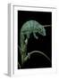 Chamaeleo Pardalis (Panther Chameleon)-Paul Starosta-Framed Photographic Print