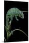 Chamaeleo Pardalis (Panther Chameleon)-Paul Starosta-Mounted Photographic Print