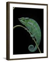 Chamaeleo Pardalis (Panther Chameleon)-Paul Starosta-Framed Photographic Print