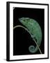 Chamaeleo Pardalis (Panther Chameleon)-Paul Starosta-Framed Photographic Print