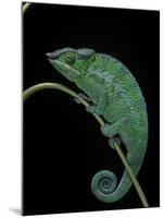 Chamaeleo Pardalis (Panther Chameleon)-Paul Starosta-Mounted Photographic Print