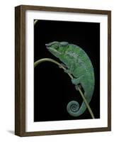 Chamaeleo Pardalis (Panther Chameleon)-Paul Starosta-Framed Photographic Print