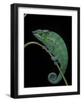 Chamaeleo Pardalis (Panther Chameleon)-Paul Starosta-Framed Photographic Print