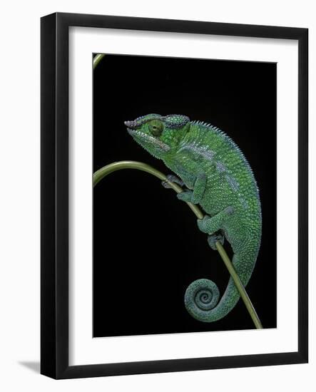 Chamaeleo Pardalis (Panther Chameleon)-Paul Starosta-Framed Photographic Print