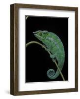 Chamaeleo Pardalis (Panther Chameleon)-Paul Starosta-Framed Photographic Print