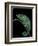 Chamaeleo Pardalis (Panther Chameleon)-Paul Starosta-Framed Photographic Print