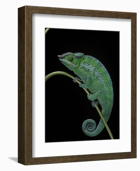 Chamaeleo Pardalis (Panther Chameleon)-Paul Starosta-Framed Photographic Print