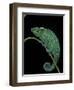 Chamaeleo Pardalis (Panther Chameleon)-Paul Starosta-Framed Photographic Print