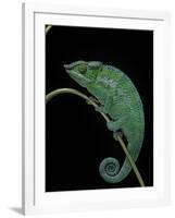 Chamaeleo Pardalis (Panther Chameleon)-Paul Starosta-Framed Photographic Print