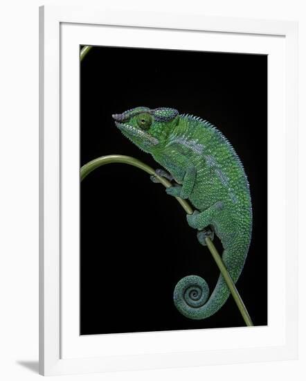 Chamaeleo Pardalis (Panther Chameleon)-Paul Starosta-Framed Photographic Print