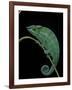 Chamaeleo Pardalis (Panther Chameleon)-Paul Starosta-Framed Photographic Print