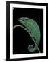 Chamaeleo Pardalis (Panther Chameleon)-Paul Starosta-Framed Photographic Print