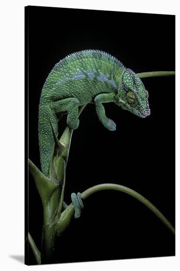 Chamaeleo Pardalis (Panther Chameleon)-Paul Starosta-Stretched Canvas