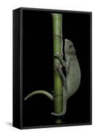 Chamaeleo Senegalensis (Senegal Chameleon)-Paul Starosta-Framed Stretched Canvas