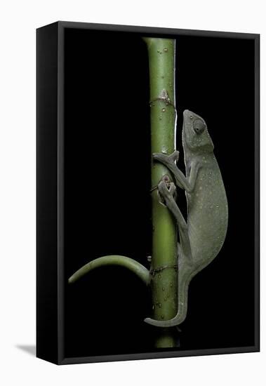 Chamaeleo Senegalensis (Senegal Chameleon)-Paul Starosta-Framed Stretched Canvas