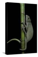 Chamaeleo Senegalensis (Senegal Chameleon)-Paul Starosta-Stretched Canvas