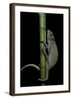 Chamaeleo Senegalensis (Senegal Chameleon)-Paul Starosta-Framed Photographic Print