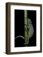 Chamaeleo Senegalensis (Senegal Chameleon)-Paul Starosta-Framed Photographic Print