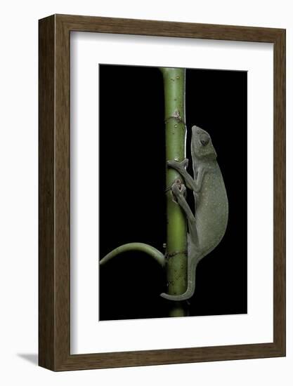 Chamaeleo Senegalensis (Senegal Chameleon)-Paul Starosta-Framed Photographic Print