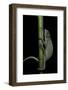 Chamaeleo Senegalensis (Senegal Chameleon)-Paul Starosta-Framed Photographic Print