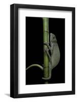 Chamaeleo Senegalensis (Senegal Chameleon)-Paul Starosta-Framed Photographic Print