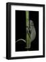 Chamaeleo Senegalensis (Senegal Chameleon)-Paul Starosta-Framed Photographic Print