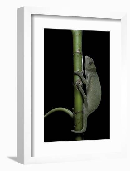 Chamaeleo Senegalensis (Senegal Chameleon)-Paul Starosta-Framed Photographic Print