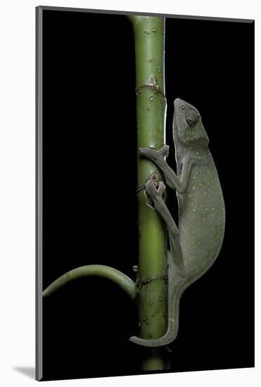Chamaeleo Senegalensis (Senegal Chameleon)-Paul Starosta-Mounted Photographic Print