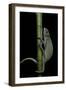 Chamaeleo Senegalensis (Senegal Chameleon)-Paul Starosta-Framed Photographic Print