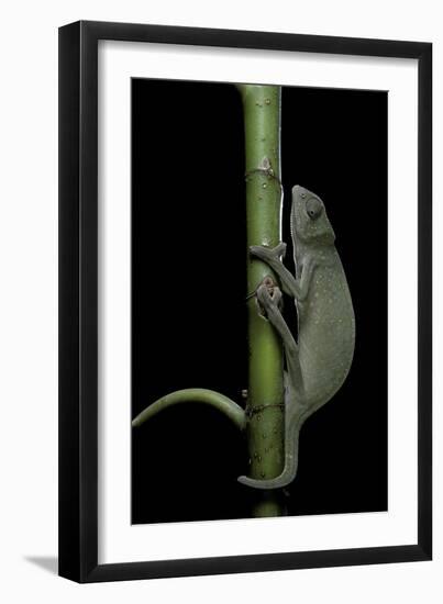 Chamaeleo Senegalensis (Senegal Chameleon)-Paul Starosta-Framed Photographic Print